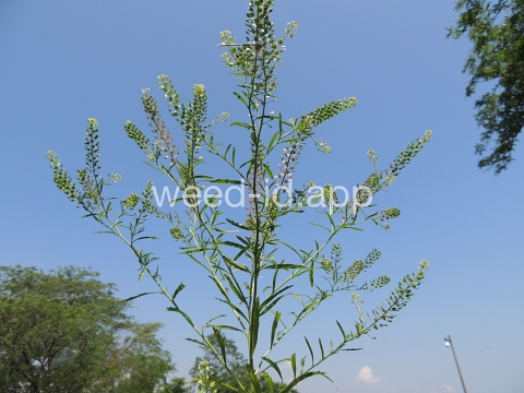 pepperweed, Virginia